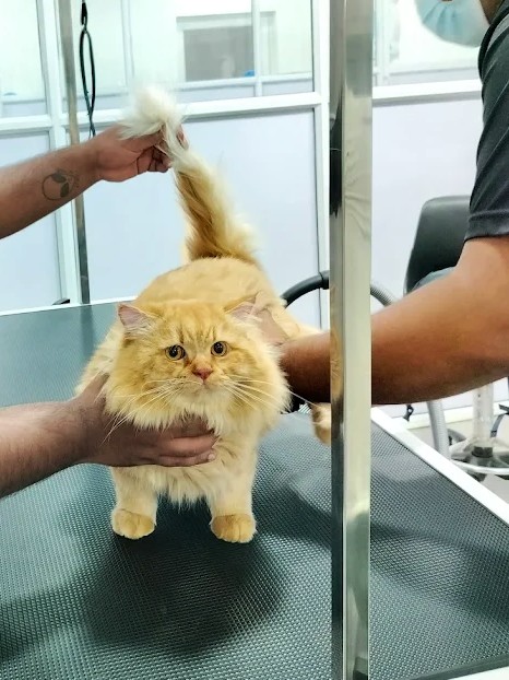 Gentle Cat Grooming and Bathing in Thrissur