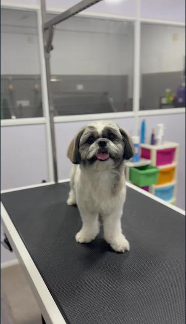 Professional Dog Grooming in Thrissur Kerala