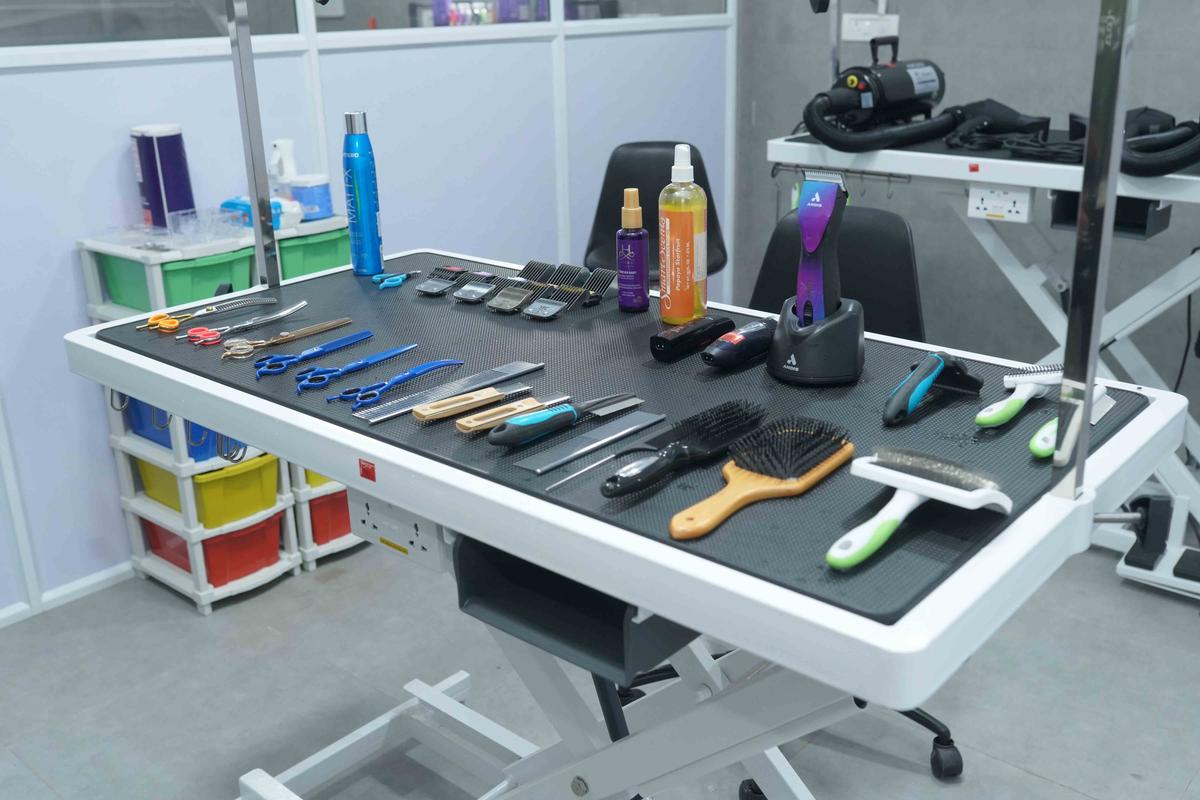 Professional dog grooming session